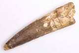 Fossil Spinosaurus Tooth - Real Dinosaur Tooth #206179-1